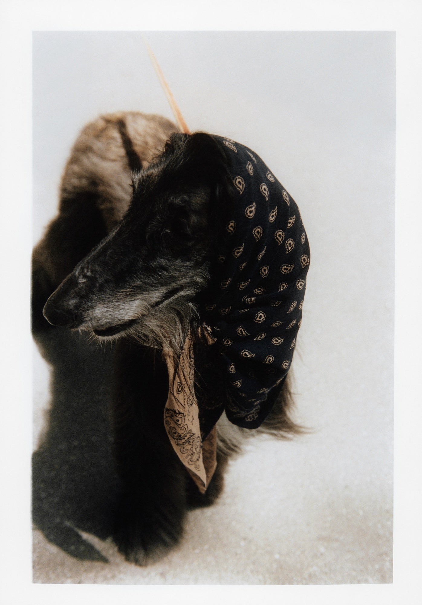 The Wild Rag Scarf