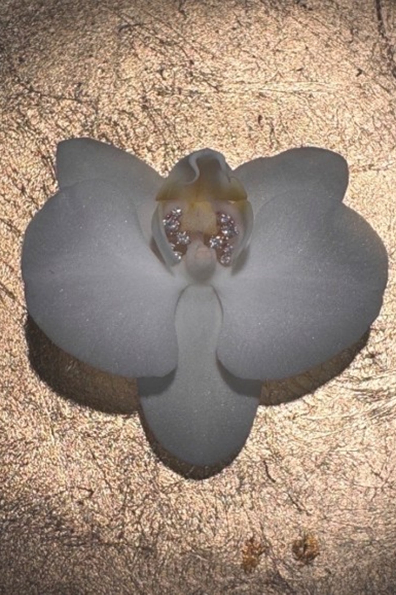 Charme Silkiner Diora Diamond Earrings