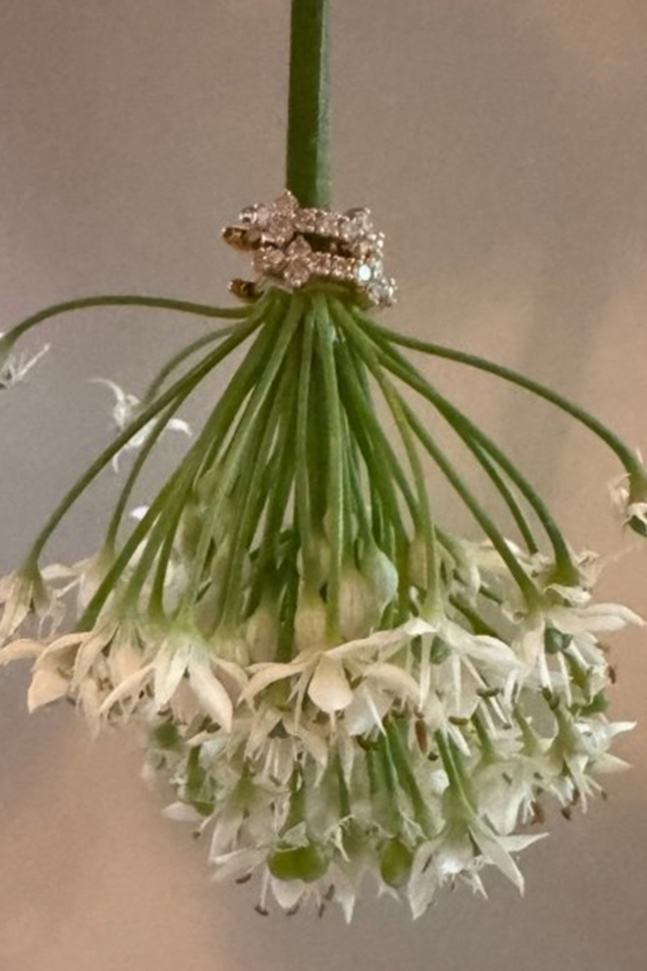 Charme Silkiner Iva Diamond Earrings