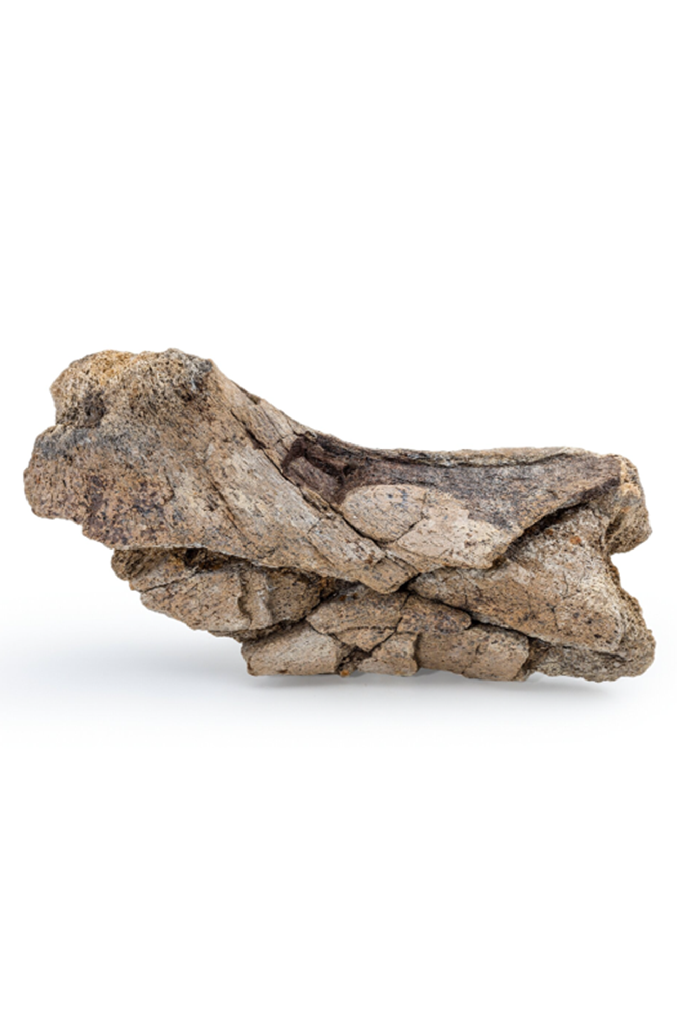 Dinosaur Bone Fossil