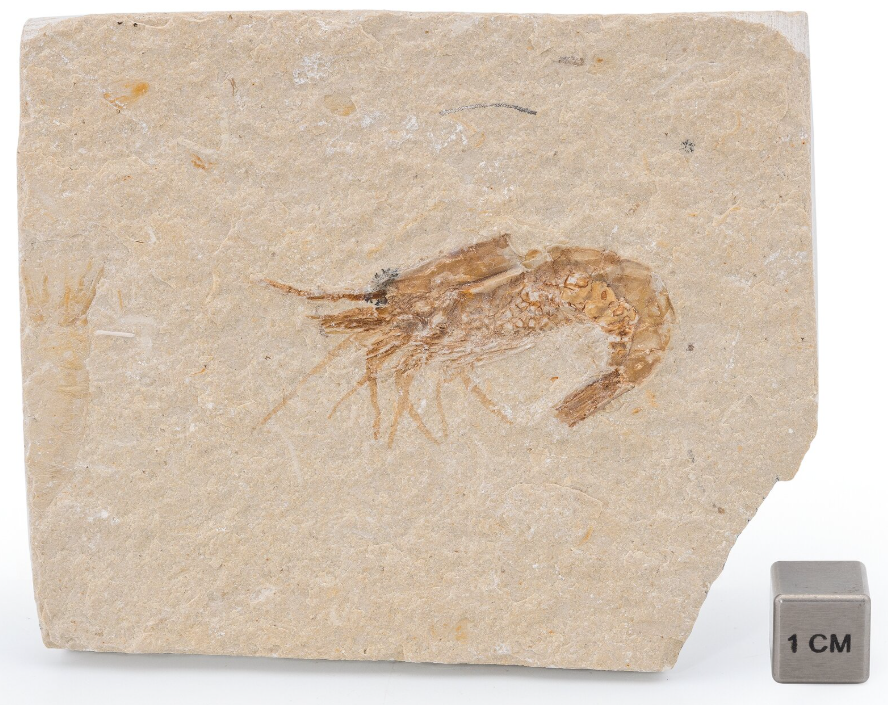 Fossil Shrimp Carpopenaeus sp. Cretaceous Lebanon