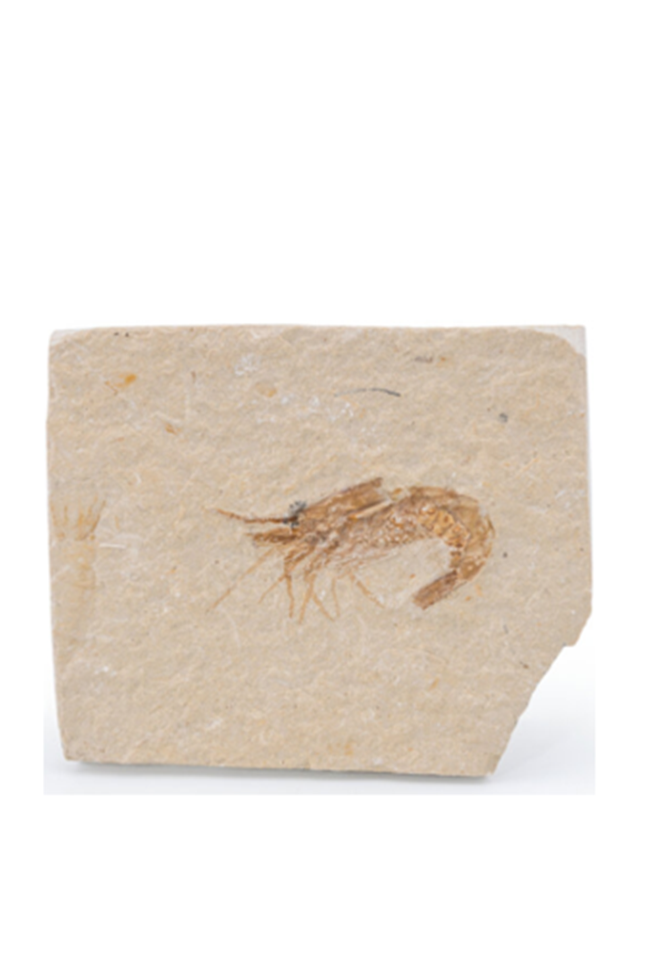 Fossil Shrimp Carpopenaeus sp. Cretaceous Lebanon
